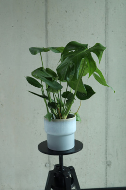 Monstera Deliciosa